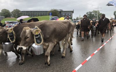 Die MS 5 auf dem Viehscheid